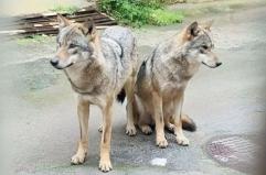 Due lupi a spasso in pieno giorno a Supersano, nel Salento. Il monito: &laquo;Fate attenzione&raquo;