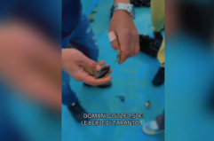 &laquo;Cozze greche spacciate per tarantine, l'ultima trovata napoletana&raquo;: gli ambientalisti denunciano video virale sui social
