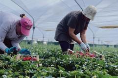 Basilicata, in fumo 600 posti di lavoro nell&rsquo;agricoltura &laquo;stagionale&raquo;