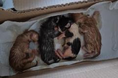 Gattini abbandonati in una scatola al cimitero di Presicce-Acquarica: salvati dai volontari. &laquo;Hanno bisogno di una mamma&raquo;