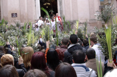 Nonostante tutto le Palme resistono