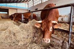 Allarme nell&rsquo;Alta Murgia: in una settimana rubati pi&ugrave; di 200 animali. L'appello di Confagricoltura