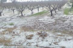 Grandinata nel Metapontino: &laquo;La Regione Basilicata non lasci soli gli agricoltori&raquo;