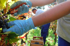 Progetto &ldquo;ReGeViP&rdquo;, quei vitigni custodi dell&rsquo;identit&agrave;