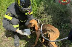 Mesagne, i vigili del fuoco soccorrono un cane caduto in una cisterna: storia a lieto fine nelle campagne