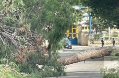 Bisceglie, il vento fa cadere un albero dal grosso tronco: muore una ragazza di 16 anni