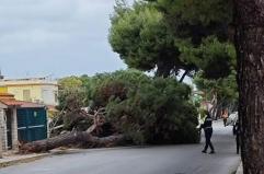 Ecco chi era Alicia la bimba morta schiacciata dall&rsquo;albero a Bisceglie: una vita spezzata a 12 anni