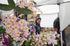 Guerra in Iran, anche gli imballaggi impennano: &laquo;Il florovivaismo &egrave; in difficolt&agrave;&raquo;