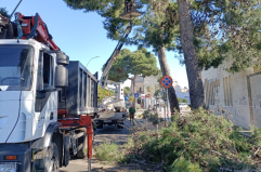 A Lecce &laquo;necessario sostituire gli 800 alberi di pino&raquo;: l'assessore annuncia la svolta sul verde