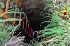 Brindisi, cade in un pozzo di 6 metri: cane da caccia salvato dai vigili del fuoco