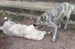 San Severo, il cane Landon veglia sul compagno investito: il video ha commosso il web