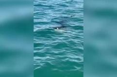 Trani, avvistato in mare uno squalo elefante. L'appello ai pescatori: &laquo;Non interagiteci&raquo; VIDEO