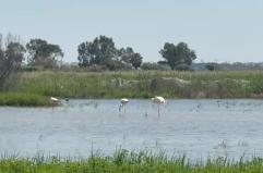 I fenicotteri sono tornati a Barletta: il video dalla piana dell'Ofanto