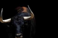 Bull spotted roaming in Rome