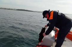 Porto Cesareo, blitz contro il bracconaggio: sequestrati 800 ricci di mare
