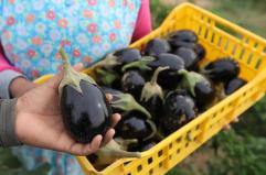 Fondi europei, salvi 95mln per sviluppo rurale in Puglia