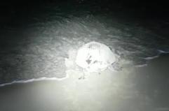 Pescoluse, la tartaruga deposita le uova e torna al mare
