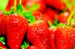 La &laquo;Fragola Igp Basilicata&raquo; protagonista a Fruit Logistica a Berlino