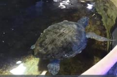 Genova, all'Acquario un rifugio per le tartarughe dei mari liguri