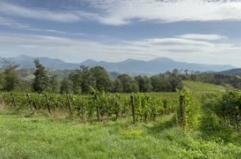 +++ DOPPIONE +++ Viticoltura eroica, vigneti a 800 metri di quota sull'Appennino umbro