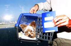 Martedì primo volo con 2 cani in cabina senza trasportino