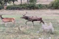 Abruzzo, cominciata la stagione degli amori dei cervi