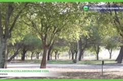 Nel verde ben gestito gli alberi crescono di piu'