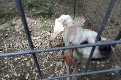 Enpa, da gennaio 3.441 procedimenti maltrattamento animali