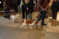 Francia, una chiesa celebra una cerimonia di benedizione per gli animali domestici