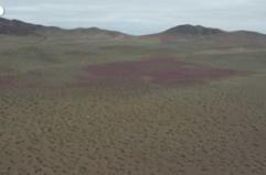 Il miracolo del "deserto fiorito" in Cile: l'Atacama si trasforma in un mare di colori