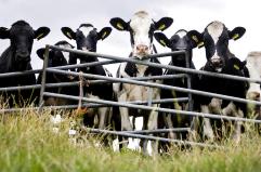 L'Ue propone nuove tutele per gli agricoltori sul Mercosur