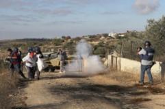 Cisgiordania, raccolta delle olive non consentita ai palestinesi