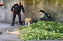 Scoperta una piantagione di marijuana nel Carso, un arresto