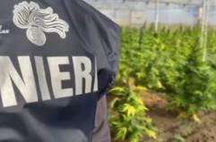 Scoperta maxi piantagione di marijuana, sei arresti nel Cagliaritano
