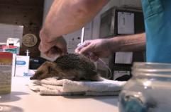 Riscaldamento globale, emergenza ricci al Centro di recupero "La Ninna"