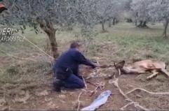 Daino impigliato in una recinzione, liberato da Forestale e Wild Umbria