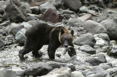 In Giappone record decennale di attacchi di orsi