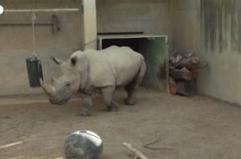 Valencia, un cucciolo di rinoceronte bianco meridionale e' nato in uno zoo