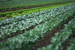 Rapporto Ismea, agroalimentare italiano vale il 15% del Pil