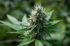 FdI, cannabis light torna legale, ma con maxitassa del 40%