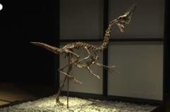 Il dinosauro Caenagnathides "Spike" in mostra prima dell'asta a Londra
