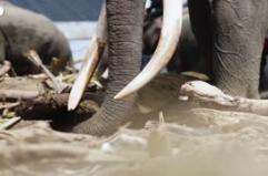 Indonesia, elefanti come 'gru' rimuovono i detriti dopo le inondazioni