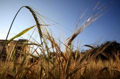 Manovra: vola al 58% il credito d'imposta Zes unica per l'agricoltura e la pesca