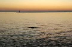 Dopo il delfino una foca monaca avvistata in Laguna Venezia