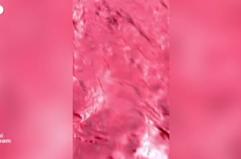 La "pioggia di sangue" tinge la spiaggia dell'isola iraniana di Hormoz