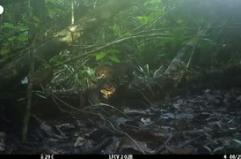 Avvistato nel Borneo il gatto dalla testa piatta, uno dei felini piu' rari al mondo