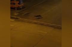 Camerino, lupi tra le case a ridosso del centro storico