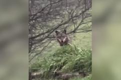 Avvistato un lupo sui Colli bolognesi, il Comune fa un'ordinanza