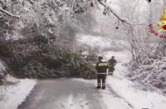 Maltempo nelle Marche, "strage" di alberi sotto il peso della neve