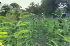 Nel Nuorese una delle piu' grandi piantagioni di marijuana in Italia